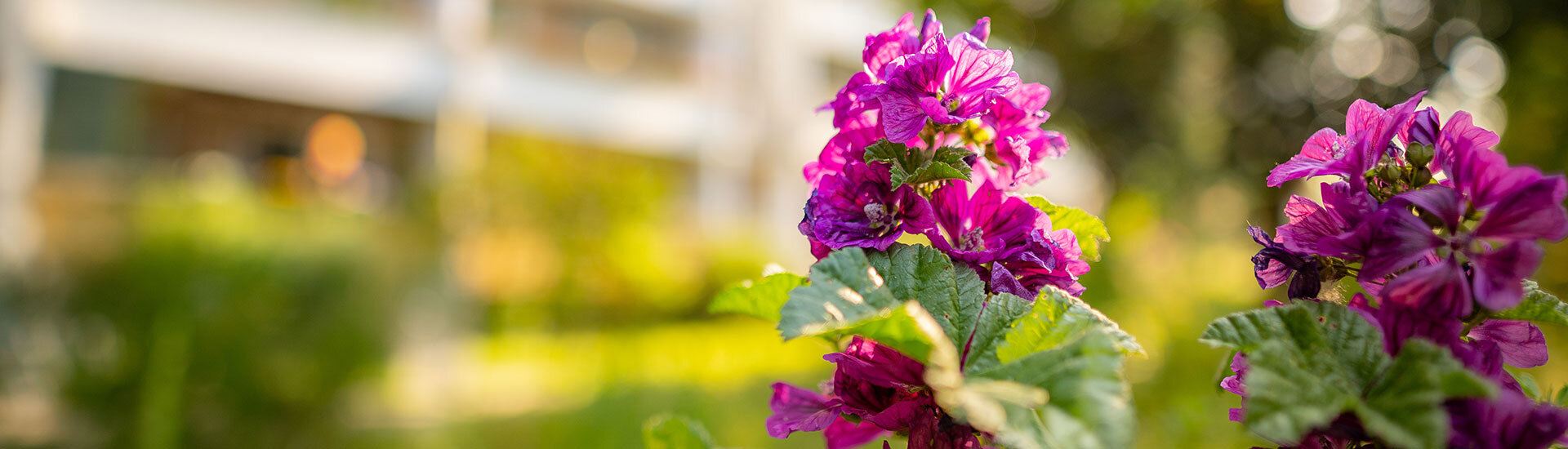 Blumen vor einem Objekt der BWG