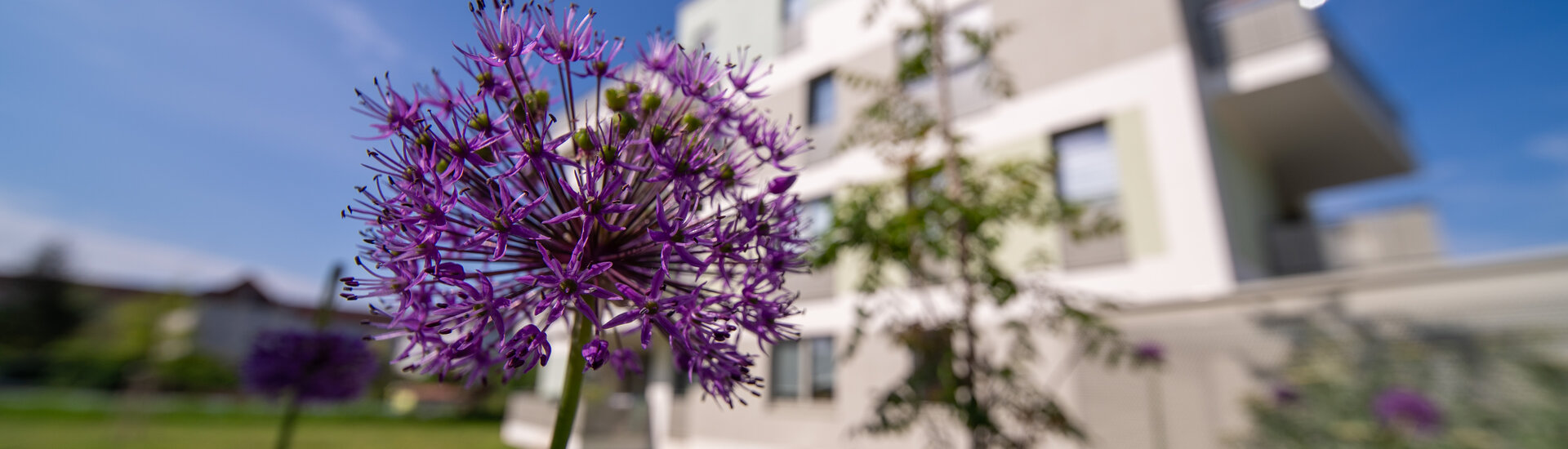 Lila Blume vor Objekt in der Bugenhagenstraße